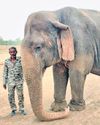 Centenarian Vatsala, perhaps world's oldest elephant, dies at Panna Reserve42