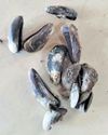 Non-native mussel species spotted in Punnakayal25