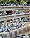 Don't Blame the Pigeons for Aspergillosis29