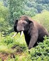 Call to drop 'Rolex' tag for elephant after fatal attacks8