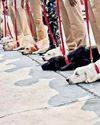 In a first, BSF trains dogs to detect drones with drugs, arms from Pak45