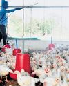 Bird flu virus mutation threat to humans: IISc34