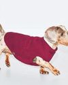The Pawsh Life of Pets The New Indian Express Chennai