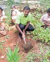 A Green Battle to Heal Wastelands The New Indian Express Chennai