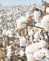 After North, adverse weather triggers pest attack on cotton crops in S India29