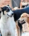 Raj 1st state to list norms for management of stray dogs43