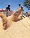 Ahead of Kharif Marketing Season, TN Fixes Procurement Price at ₹2.5K The New Indian Express Chennai
