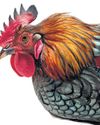 Court refuses to allow cockfight event citing statutory prohibition Court refuses to allow cockfight event citing statutory prohibition18