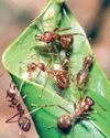 Where have all the ants gone from our urban landscapes?45