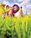 Deadline for insuring samba paddy in 27 districts extended to Nov 30: Min Deadline for insuring samba paddy in 27 districts extended to Nov 30: Min25