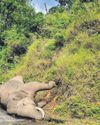 Translocated elephant died of multiple skull injuries, reveals postmortem report9