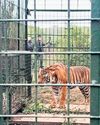In a first, tiger caught in TN shifted, released without sedation7