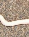 RARE SNAKE SPOTTED ON NILGIRIS ROAD RARE SNAKE SPOTTED ON NILGIRIS ROAD23