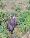 Three tuskers enter IT park, forest staff struggle to send them off Three tuskers enter IT park, forest staff struggle to send them off25