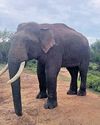 'Missing' elephant Rivaldo spotted near Mudumalai 'Missing' elephant Rivaldo spotted near Mudumalai12