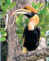 TN to survey hornbill population across three Kovai tiger reserves TN to survey hornbill population across three Kovai tiger reserves13