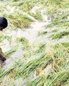 3.6 lakh farmers to get ₹290 crore in compensation for crop damage15