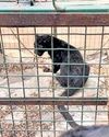 Black leopard cub spotted in Kovai colony4