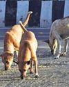 7 kids accused of strangling dogs to death in Madurai, probe on 7 kids accused of strangling dogs to death in Madurai, probe on6