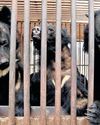 South Korea says goodbye to bear bile farming South Korea says goodbye to bear bile farming55