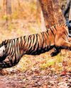 Tiger census from Jan 5, to cover co-predators & preys Tiger census from Jan 5, to cover co-predators & preys8