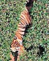 No direct intervention, forest staff keep hurt tiger on watch9