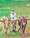 C'garh agri sector posts robust growth in 2 years; food grains, pulses stay firm42