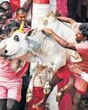 A TOSS OF FATE AT PALAMEDU JALLIKATTU15