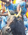 CM’s gift: Govt job for best bull tamers12