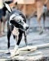 Dog goes on biting spree, 14, including 8-year-old, sustain level-3 injuries23