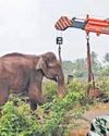 Jumbo rescued from muddy pit released into reserve forest9