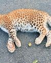 Two leopard cubs run over by vehicle in Nilgiris; tiger cub drowns in MTR Two leopard cubs run over by vehicle in Nilgiris; tiger cub drowns in MTR12
