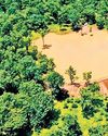 Exit Maoists, enter poachers in Bastar forests Exit Maoists, enter poachers in Bastar forests32