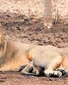 Asiatic lion deaths trigger alarm in Gir, Gujarat Asiatic lion deaths trigger alarm in Gir, Gujarat42