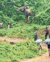 Camp elephants to be shifted from Theppakadu, only four to remain for public viewing Camp elephants to be shifted from Theppakadu, only four to remain for public viewing6