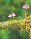 Magic Mushrooms69