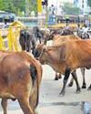 Cow politics: C’garh launches scheme for stray, Cong says its idea hijacked18