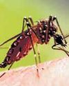 Indian dengue vaccines, affordable treatment in coming years: Experts20