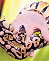 Chennai gang behind trafficking of exotic Thai wildlife to Mumbai1