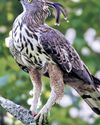 Forest dept to conduct state’s first-ever raptor assessment from Jan 31 to Feb 13