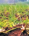 Rain, basal rot disease affect shallot yield in Perambalur; farmers upset