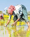 Natural Vs Conventional: Study finds new social structure in farming practices17