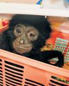 Chennai emerging as key node in illegal Gibbon trade4