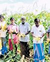 Feral pig menace: 1.5K acres of maize crops damaged in Kovilpatti & Vilathikulam