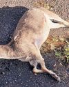 Nilgiri tahr died of liver disease, not due to sedative overdose: Forest dept