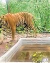 Tiger returns after decades, marks 9-month stay in Gujarat sanctuary16