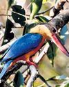 The New Indian Express Tirunelveli
