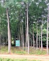 The New Indian Express Tirunelveli