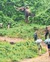 Camp elephants to be shifted from Theppakadu, only four to remain for public viewing Camp elephants to be shifted from Theppakadu, only four to remain for public viewing2