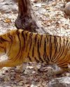 Man-eating tigers keep dominance in captivity